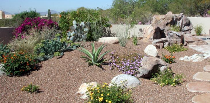 Photo of Drought Tolerant Yard