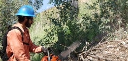 Brush MGMT
