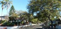 Street Trees