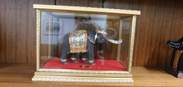 Elephant in Glass Case