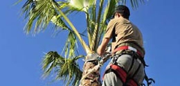 Photo of Palm Tree Being Trimmed