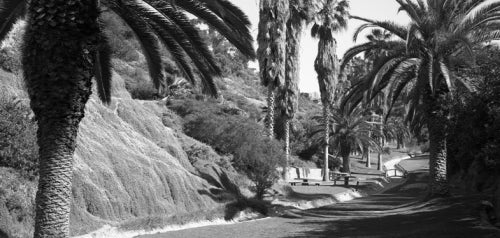 Palm Canyon, Balboa Park