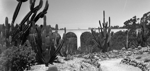 Cactus Garden behind the New Mexico Building in 1940