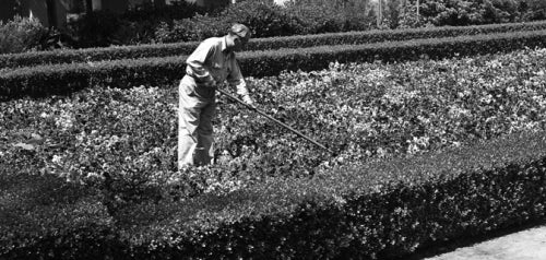 Gardener in Alcazar Garden