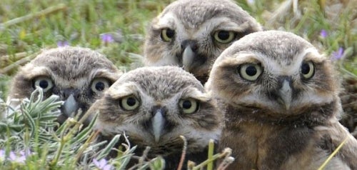 Biodiverse SD (Multiple Species Conservation Program)