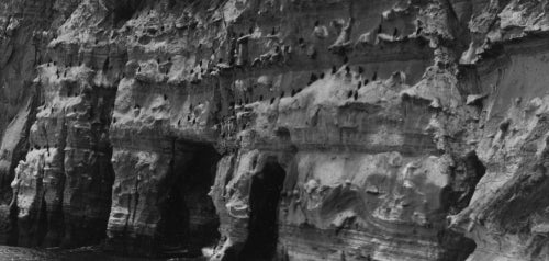 Cormorants Nesting on Cliffs in La Jolla