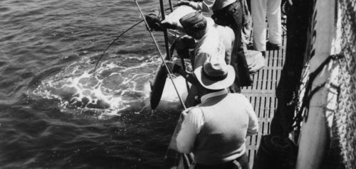 Deep-Sea Fishing off Coronado Island in 1944