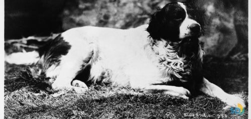 Bum, San Diego's Official Town Dog