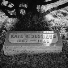 Tombstone of Kate Sessions, circa 1959