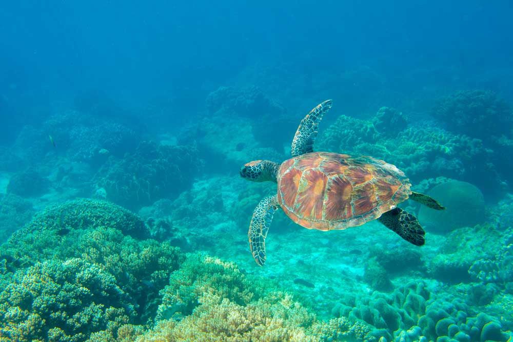 Green Sea Turtle Underwater