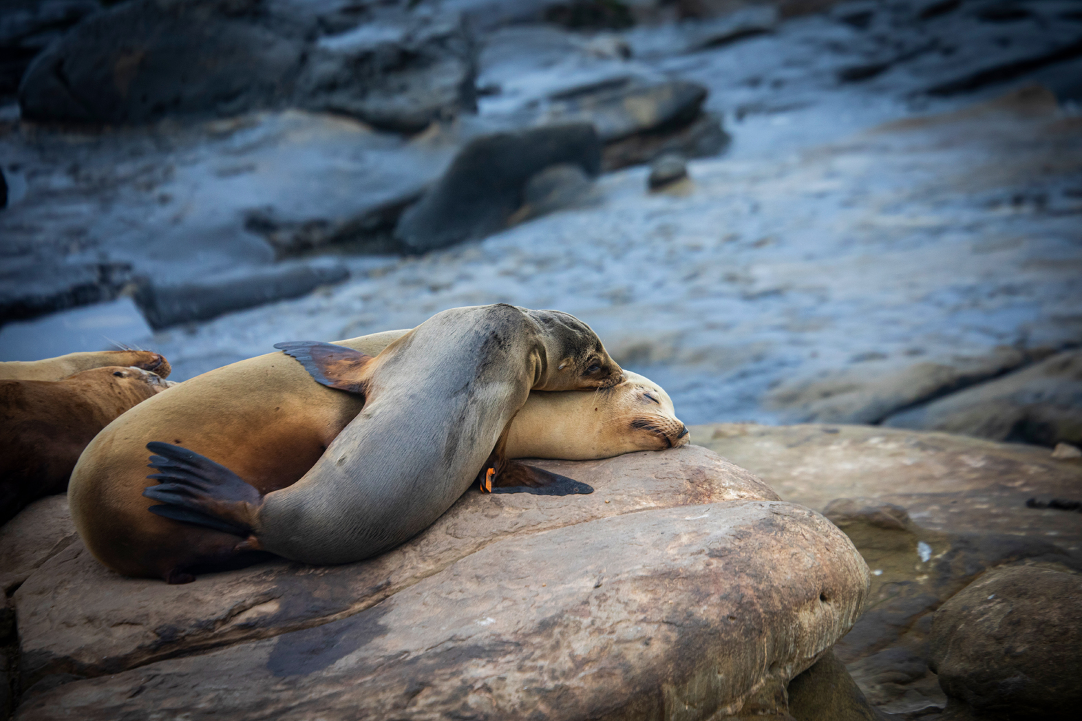 Seals lying on a boulder at La Jolla