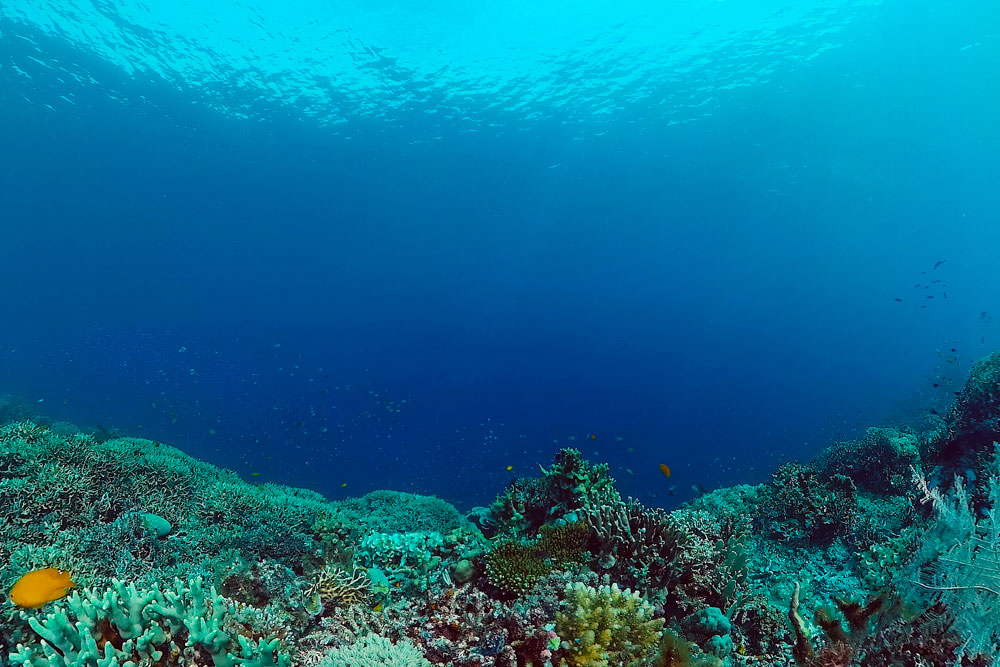 Underwater sea life