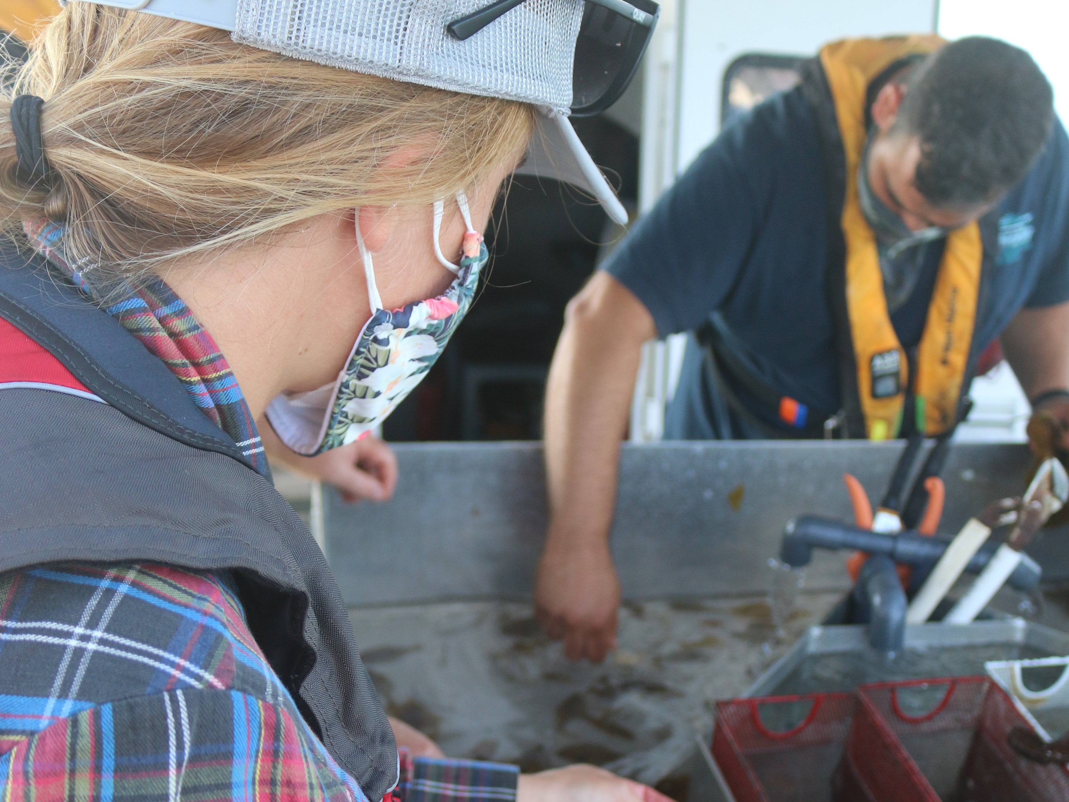 Marine biologists sort fishes collected during trawl community sampling by species before weighing and measuring each species.