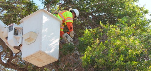 photo of tree trimmer