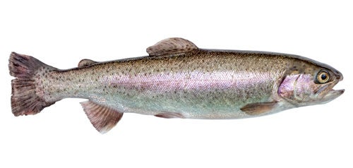 Trout on white background