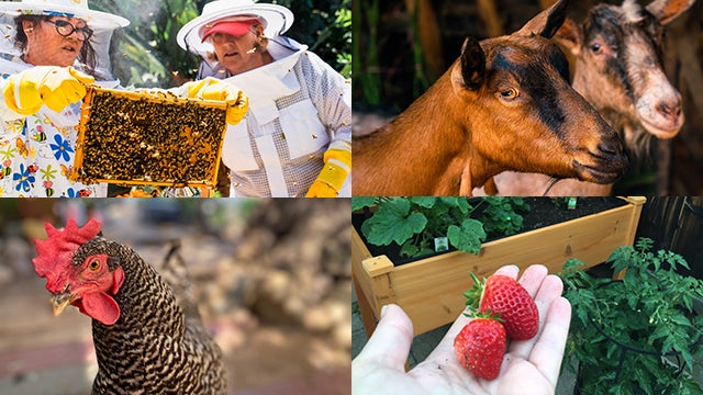 beekeeping&#44; goats&#44; chicken and home garden